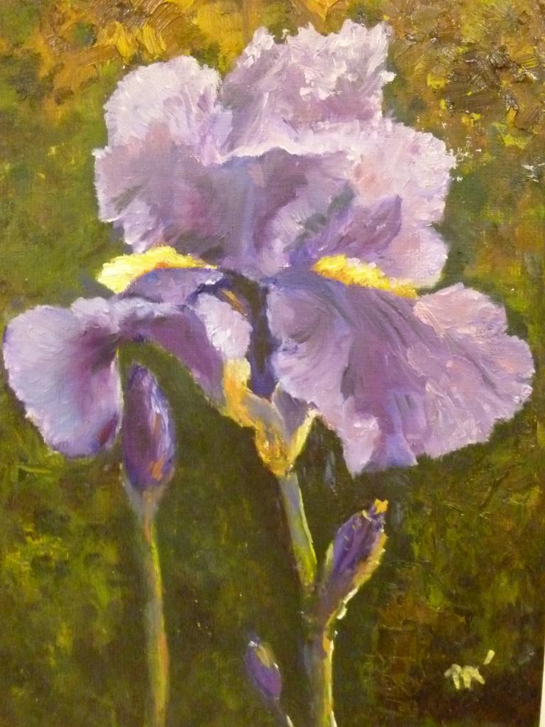 Iris mauve (2)