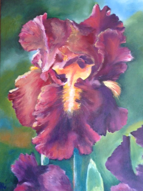 BEL IRIS POURPRE