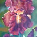 BEL IRIS POURPRE