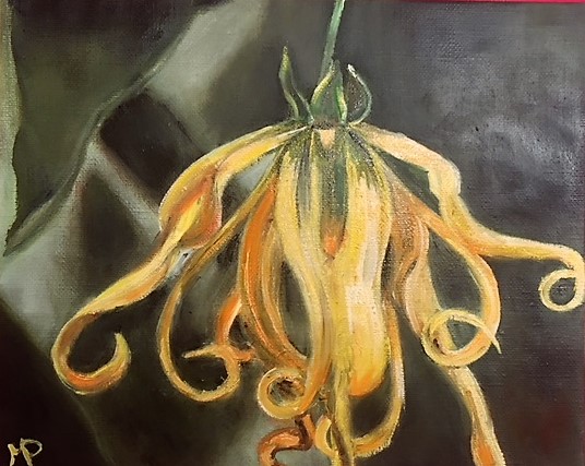 Fleur d Ylang Ylang Vendue HUILE 29/22