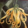 Fleur d Ylang Ylang Vendue HUILE 29/22