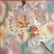 Fleurs d amandier HUILE 30*30 VENDUE