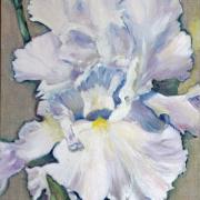 Iris blanc - Huile - 60cm x 30 cm