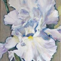 Iris blanc - Huile - 60cm x 30 cm