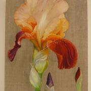 Iris et boutons - Huile