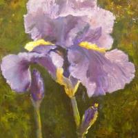 Iris mauve (2)