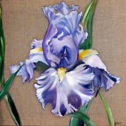 IRIS MAUVE - Huile - Vendu