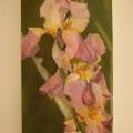 Iris rose - Huile Vendue