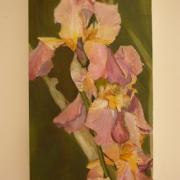 Iris rose - Huile Vendue