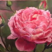 LA ROSE ET SES BOUTONS Vendue HUILE 22*14